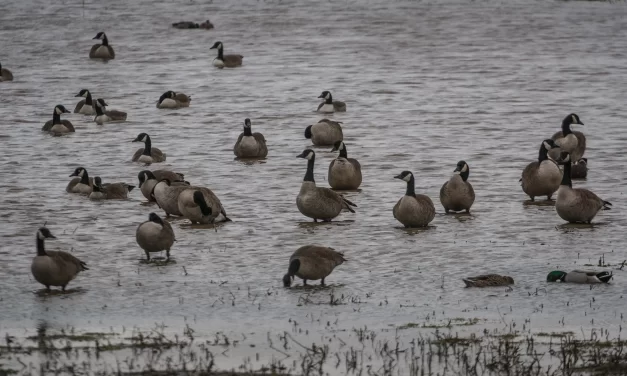 Town Confirms Presumed Cases of Avian Influenza (H5N1) In Stouffville