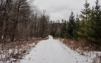 Leash Your Dogs! Stouffville Set to Continue Enforcement In Local Forest Tracts