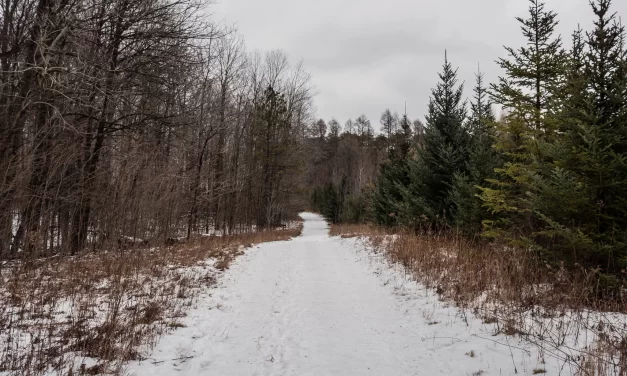 Leash Your Dogs! Stouffville Set to Continue Enforcement In Local Forest Tracts