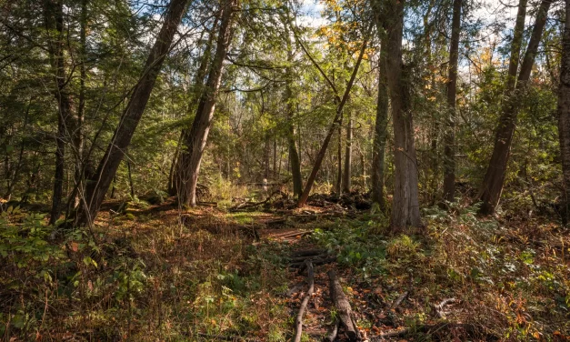 Stouffville Set to Host York Region’s Envirothon Competition