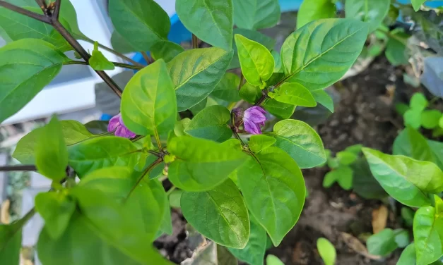 Stouffville Residents Celebrate International Plant Appreciation Day