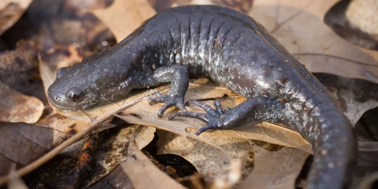 Stouffville Road Closures Aim To Protect Endangered Jefferson Salamanders