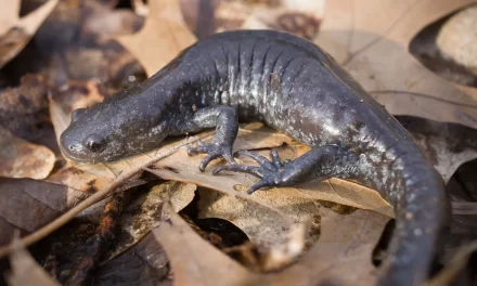 Stouffville Road Closures Aim To Protect Endangered Jefferson Salamanders