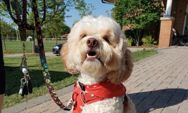“Walk for Dog Guides” Hits The Streets of Stouffville 