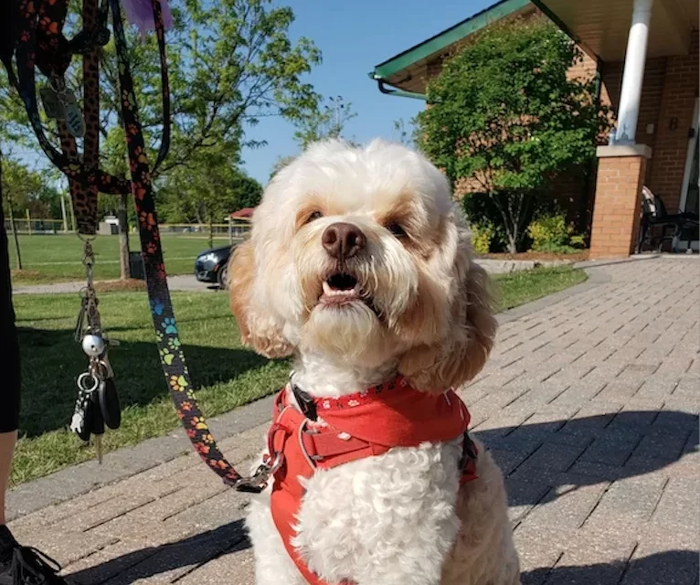 “Walk for Dog Guides” Hits The Streets of Stouffville 