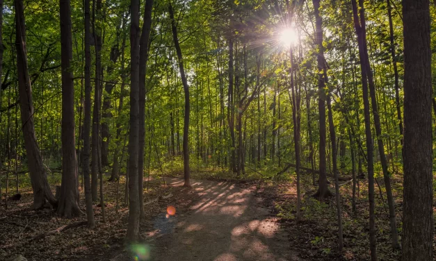 Stouffville Staff Change Course, Recommend Greenwood Park for Disc Golf