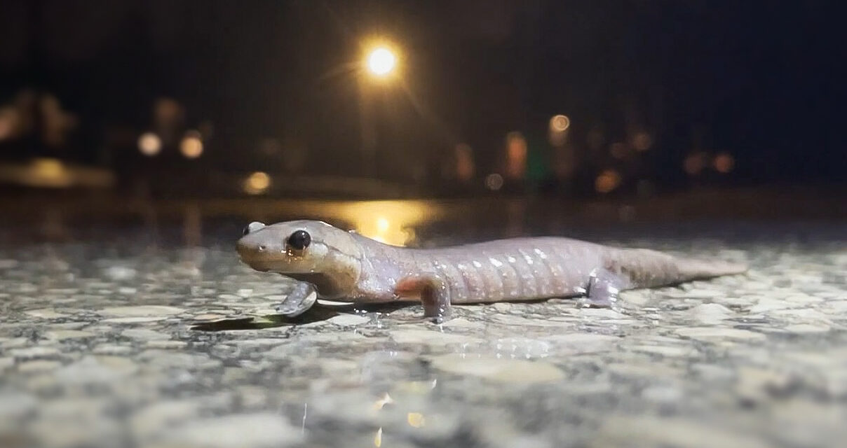 Jefferson Salamander Fall Migration Brings Occasional Stouffville Road Closures