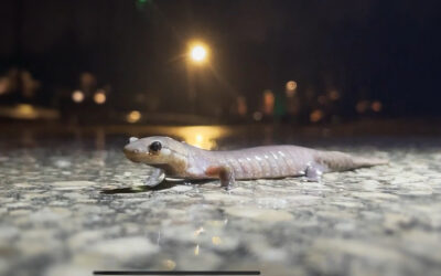 Jefferson Salamander Fall Migration Brings Occasional Stouffville Road Closures