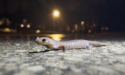 Jefferson Salamander Fall Migration Brings Occasional Stouffville Road Closures