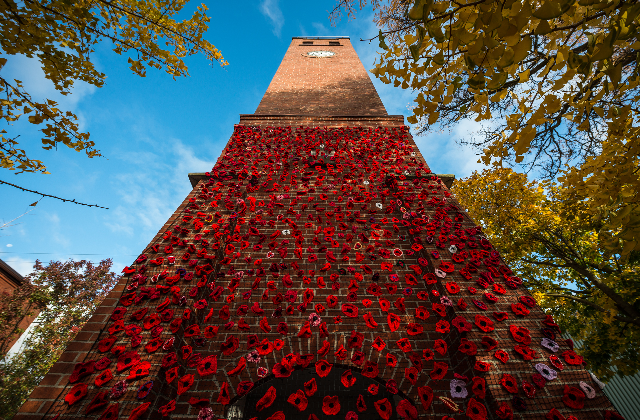 Local Volunteers Honour Remembrance Day With Civic Square Poppy