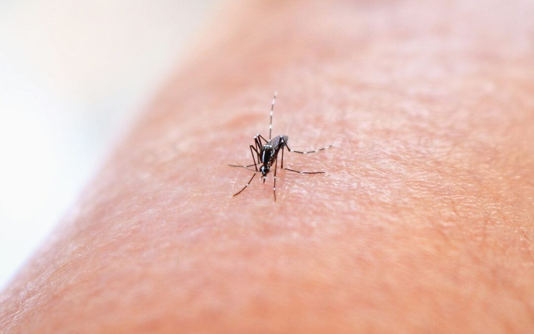 Two Mosquito Traps in York Region Test Positive for West Nile Virus