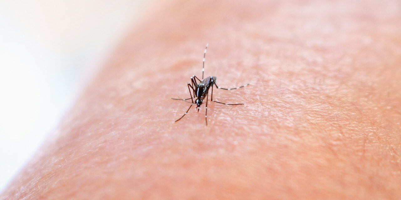 Two Mosquito Traps in York Region Test Positive for West Nile Virus