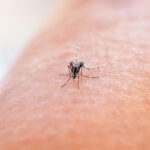 Two Mosquito Traps in York Region Test Positive for West Nile Virus