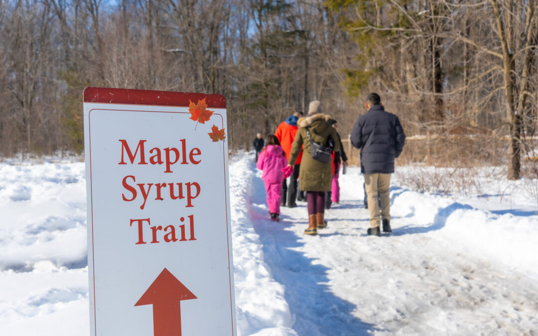 Sweet Traditions: TRCA’s Sugarbush Maple Syrup Festival Returns to Bruce’s Mill