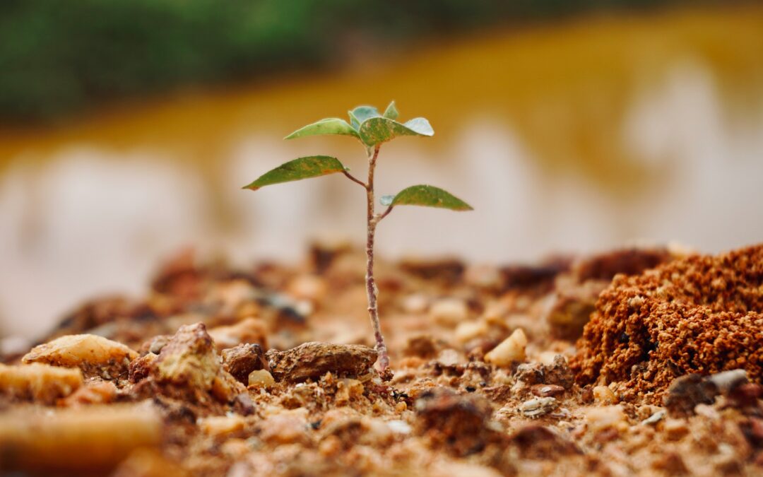 Local Volunteers Needed as Earth Week Tree-Planting Event Returns to Bruce’s Mill