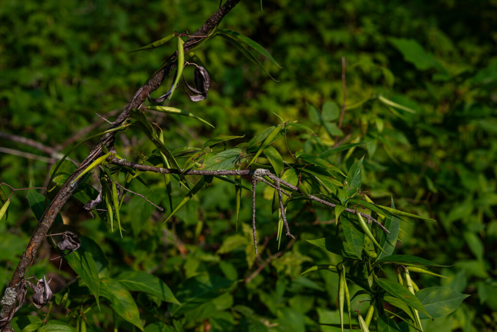 A photograph of dog strangling vine and its seed pods wrapped around a branch. 