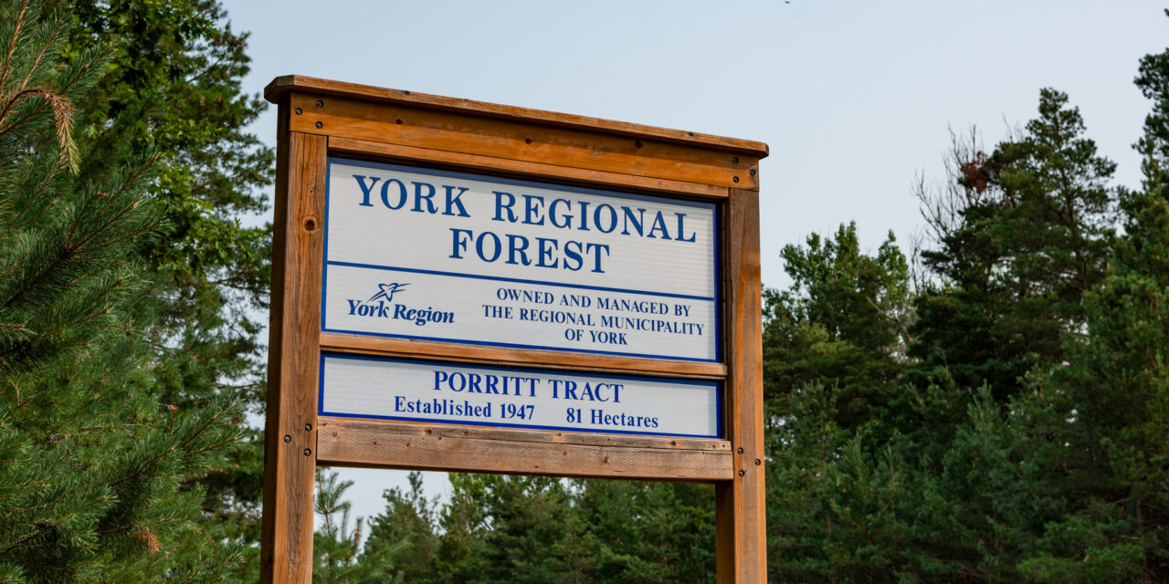 Nature’s Invaders: York Region Forest Walk Underscores Threat of Invasive Species