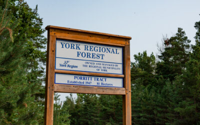 Nature’s Invaders: York Region Forest Walk Underscores Threat of Invasive Species