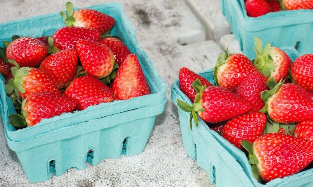 Volunteers Needed to Help Elevate Next Year’s Strawberry Festival