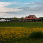 Agritourism Strategy Explores New Land Uses to Protect Stouffville Farms