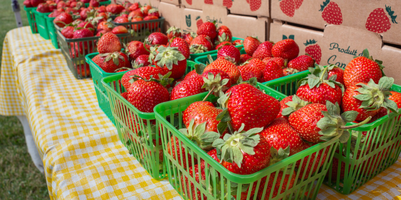 Strawberry Festival Returns For Another Weekend Of Community Tradition