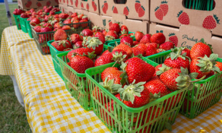 Strawberry Festival Returns For Another Weekend Of Community Tradition