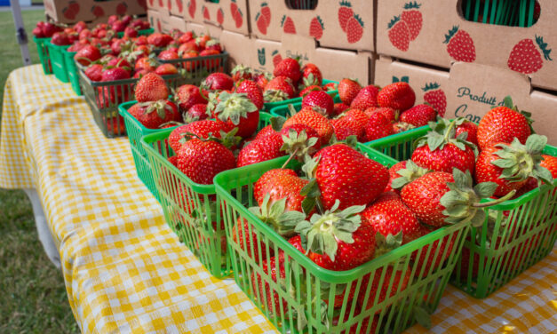 Strawberry Festival Returns For Another Weekend Of Community Tradition