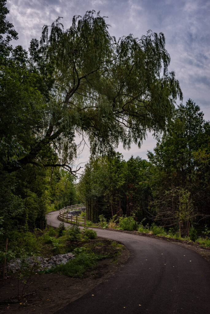A photograph showing the new trail link within the Stouffville Creek ravine, with a large tree overhanging the pathway as it winds away into the background.