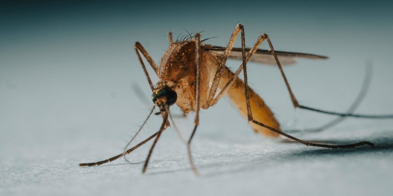 West Nile Virus Detected in Stouffville Mosquito Trap