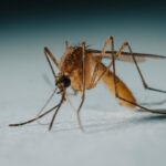 West Nile Virus Detected in Stouffville Mosquito Trap