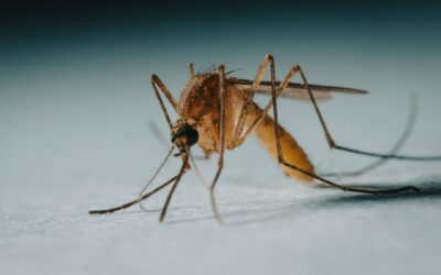 West Nile Virus Detected in Stouffville Mosquito Trap