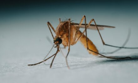 West Nile Virus Detected in Stouffville Mosquito Trap